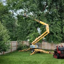Best Lawn Disease Treatment  in Crosby, TX