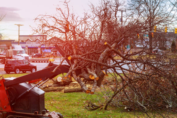 Best Tree Disease Treatment  in Crosby, TX