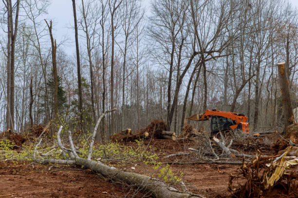Reliable Crosby, TX Tree Care Solutions