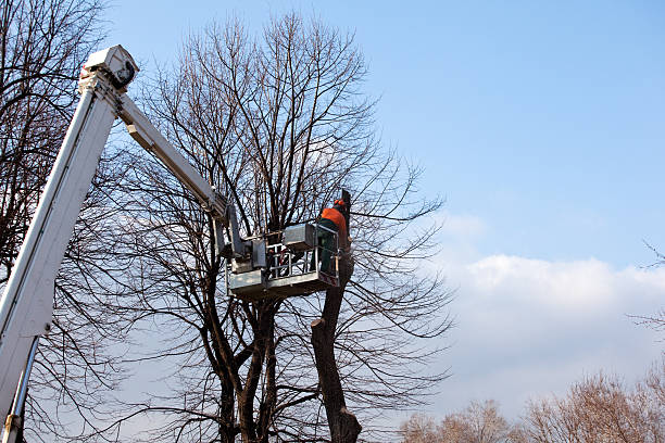 Best Root Management and Removal  in Crosby, TX