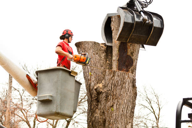  Crosby, TX Tree Care Pros